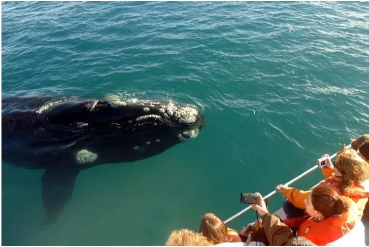 Miches Whales Watching Half Day Experience - Media Luna (Half-Moon). - 이미지 4